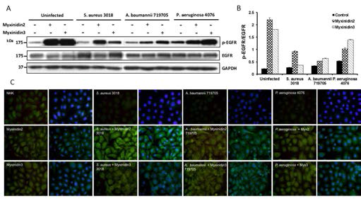 Effect of myxinidin2 and myxinidin3 stimulated EGFR in infected keratinocyte. (A) and (B) The peptides stimulated phosphorylated EGFR and it was determined by western blot. (C) Activation of EGFR by peptides in infected keratinocyte cell was observed in cell surface by using immunofluorescent staining. EGFR was detected using EGFR antibody (green) compared to Hoechst stained nuclei (blue)