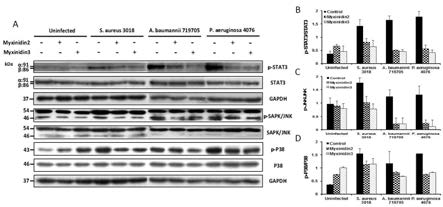 (A) Effect of peptides on phosphorylated STAT3 and MAPK (SAPK/JNK and P38) as determined by western blot. The cells were pre-infected bacteria and added the peptides. The results were schematic as bar graph (B), (C) and (D)