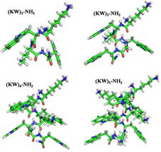 Model structures of linear antibacterial peptides, (KW)n –NH2, used in this study, where n=2,3,4 and 5