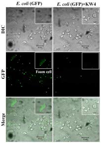 KW4 peptide activity on induced of recombinant GFP-E. coli infect in the RAW 264.7 cell. Anti-inflammatory activity of KW4 peptide KW4 peptide was appeared to antimicrobial activity with RAW 264.7 cell using fluorescence microscopy when treated of recombinant GFR-E. coli (5x105cfu/ml). The size bar=20μM