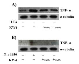 Western blotting analysis of TNF-α protein on induced inflammation in the RAW 264.7 cells. It was observed of TNF- α level in the cytoplasmic by stimulated for S. aureus-LTA and S. aureus 1630 strain with and/or without KW4 peptide