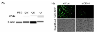 (가) 세포외기질 종류에 따른 3차원적 미세환경에서의 CD44 단백질 발현, (나) CD44 siRNA가 처리된 세포를 이용한 3차원적 미세환경에서의 Oct4-GFP 단백질의 발현에 대한 형광 이미지 및 위상차 이미지