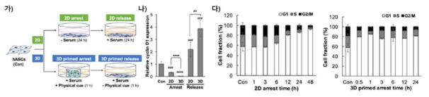 3차원적 미세환경인 하이드로젤을 이용한 세포주기 조절 (가) 2차원적 환경과 3차원적 미세환경에서의 세포주기 조절 모식도, (나) Cyclin D1 유전자의 mRNA 발현, (다) 차원적 환경과 3차원적 미세환경에서의 시간에 따른 세포주기 변화