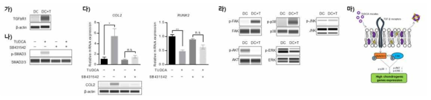 TUDCA의 처리에 따른 탈분화 연골세포의 연골관련 신호전달 메커니즘 분석 (가) TUDCA처리에 따른 TGFbR1의 단백질 발현 분석, (나) SB431542처리에 따른 SMAD3 단백질의 인산화 및 (다) COL2와 RUNX2의 발현 분석, (라) TUDCA처리에 따른 신호분자의 인산화 분석, (마) TUDCA의 재분화 유도 메커니즘