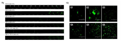 역분화 관련 생화학적 인자인 leukemia inhibitory factor (LIF)를 도입한 히알루론산하이드로젤에서의 유도 만능줄기세포 제작 과정 및 (나) 21일 후 유도만능줄기세포의 Oct4-GFP 단백질의 발현에 대한 형광 이미지