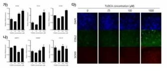 TUDCA가 담지된 3차원적 미세환경을 이용한 탈분화 연골세포의 재분화 (가) 연골표지 유전자의 mRNA 발현 및 (나) 비대성 유전자의 mRNA 발현, (다) 연골표지 유전자의 단백질 발현