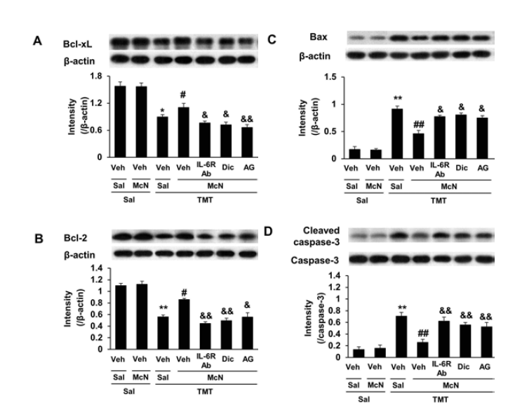 TMT에 의한 apoptotic marker들의 변화에 대한 McN-A-343 (McN)의 효과. Dic = dicyclomine (M1 수용체 길항제). AG = AG490 (JAK2/STAT3 억제제). 각 수치는 6 마리의 평균 ± 표준오차임. *P < 0.05, **P < 0.01 vs. Veh + Sal + Sal; #P < 0.05, ##P < 0.01 vs. Veh + Sal + TMT; &P < 0.05, &&P < 0.01 vs. Veh + McN + TMT (ANOVA 검정. 사후검정으로 Fisher’s LSD평가를 실행하였음)