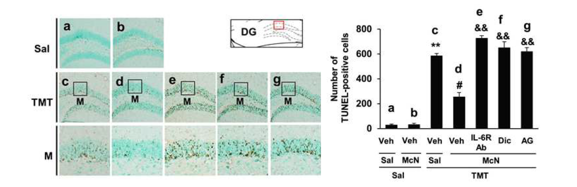 TMT 투여 2일 후 dentate gyrus에 나타나는 apoptosis에 대한 McN-A-343 (McN)의 효과. Apoptosis는 TUNEL 염색으로 평가하였음. Dic = dicyclomine (M1 수용체 길항제). AG = AG490 (JAK2/STAT3 억제제). 각 수치는 6 마리의 평균 ± 표준오차임. **P < 0.01 vs. Veh + Sal + Sal; #P < 0.01 vs. Veh + Sal + TMT; &&P < 0.01 vs. Veh + McN + TMT (one-way ANOVA 검정후 사후검정으로 Fisher’s LSD 평가를 실행하였음)