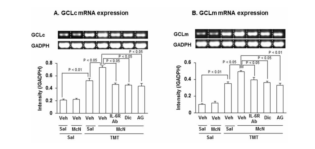 TMT로 인한 GCLc와 GCLm 발현 변화에 대한 McN-A-343 (McN)의 효과. Dic = dicyclomine (M1 수용체 길항제). AG = AG490 (JAK2/STAT3 억제제). 각 수치는 6 마리의 평균 ± 표준오차임. 각 수치는 6 마리의 평균 ± 표준오차임. one-way ANOVA 검정 후 사후검정으로 Fisher’s LSD 평가를 실행하였음