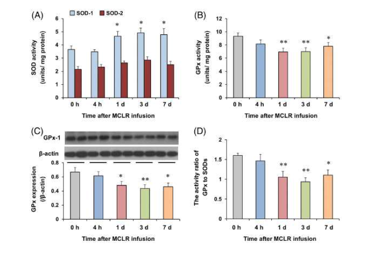 신경독성용량의 MCLR 투여 후 시간에 따른 SOD 활성, GPx 활성과 발현의 변화. *P < 0.05, **P < 0.01 vs. O h after MCLR (ANOVA 검정. 사후검정으로 Fisher’s LSD평가를 실행하였음)