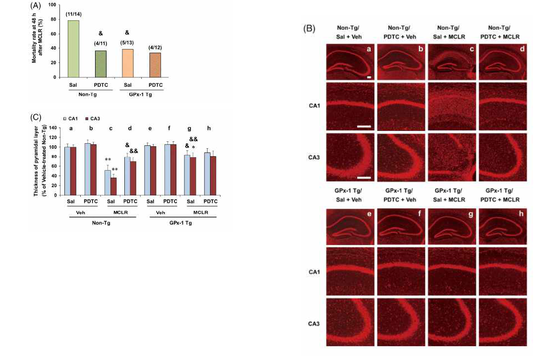 MCLR 유도 치사율 및 신경독성에 대한 GPx-1 유전자의 과발현 및 PDTC의 효과. 각 수치는 5 마리의 평균 ± 표준오차임. *p < 0.05, **p < 0.01 vs. corresponding vehicle; &p < 0.05, &&p < 0.01 vs. non-Tg mice treated with MCLR [Chi-square test (A) 혹은 three-way ANOVA followed by Fisher’s LSD pairwise comparisons tests (C)]. Scale bar = 200 μm