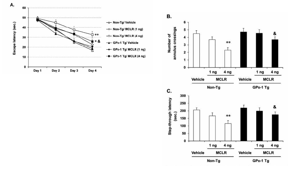 저용량 MCLR로 유도된 학습기억능 저하에 대한 GPx-1 유전자의 과발현의 효과. 학습기억능은 Morris water maze (A, B)와 passive avoidance test (C)로 측정하였음. 각 수치는 7-12 마리의 평균 ± 표준오차임. *p < 0.05, **p < 0.01 vs. corresponding vehicle; &p < 0.05 vs. non-Tg mice treated with MCLR (4 ng/ul) [repeated measures ANOVA (A) 혹은 two-way ANOVA (B와 C) followed by Fisher’s LSD pairwise comparisons tests (C)]