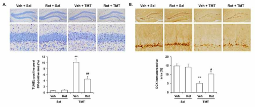 TMT 투여 5일 후 TUNEL staining과 DCX 발현 변화에 대한 rottlerin 후투여의 효과. Veh = vehicle, Sal = saline, Rot = rottlerin. 각 수치는 5~6 마리의 평균 ± 표준오차임. **P < 0.01 vs. Veh + Sal; #P < 0.05, ##P < 0.01 vs. Veh + TMT (Two-way ANOVA. 사후검정으로 Fisher’s LSD 평가를 실행하였음)
