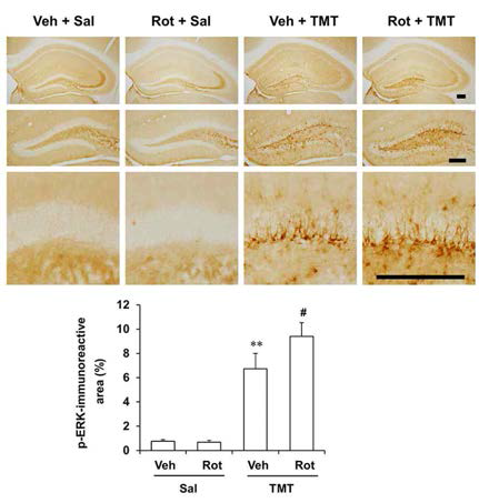 TMT 투여 5일 후 p-ERK의 변화에 대한 rottlerin 후투여의 효과. Veh = vehicle, Sal = saline, Rot = rottlerin. 각 수치는 5~6 마리의 평균 ± 표준오차임. **P < 0.01 vs. Veh + Sal; #P < 0.05 vs. Veh + TMT (Two-way ANOVA. 사후 검정으로 Fisher’s LSD평가를 실행하였음)