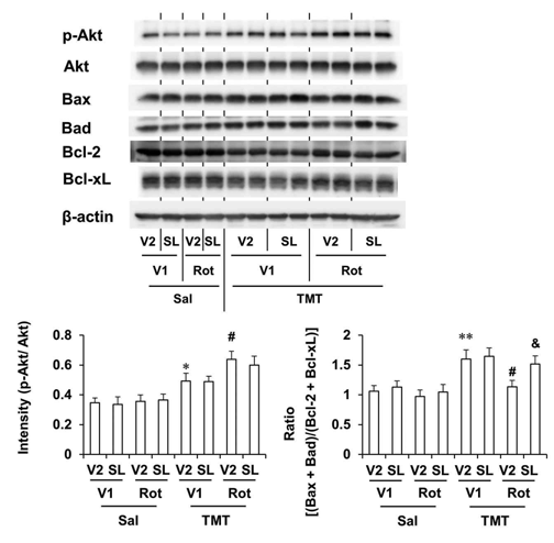 TMT 투여 5일 후 pro-apoptotic factor들 (Bax, Bad)과 anti-apoptotic factor들 (p-Akt, Bcl-2, Bcl-xL)의 발현 변화에 대한 rottlerin 후투여의 효과. Veh = vehicle, Sal = saline, Rot = rottlerin. 각 수치는 4~5 마리의 평균 ± 표준오차임. *P < 0.05, **P < 0.01 vs. Veh + Sal; #P < 0.05 vs. Veh + TMT (Two-way ANOVA. 사후검정으로 Fisher’s LSD평가를 실행하였음)