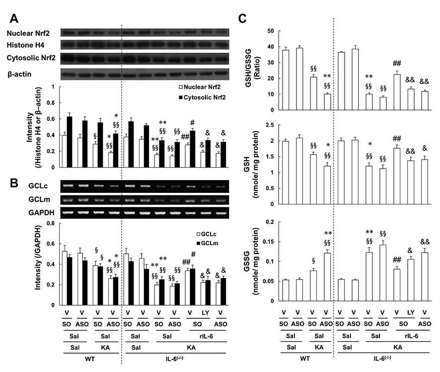 카인산에 의한 해마조직에서의 Nrf2 핵내이동 (A), GCL 발현 (B), glutathione 농도 (B) 변화에 대한 IL-6의 효과. 각 수치는 5 마리의 평균 ± 표준오차임. §P < 0.05, §§P < 0.01 vs. corresponding Sal + Cp SO or Cp ASO + Vehicle + Sal; *P < 0.05, **P < 0.01 vs. WT/ Sal + Cp SO + Vehicle + KA; #P < 0.05, ##P < 0.01 vs. IL-6(-/-)/ Sal + Cp SO + Vehicle + KA; &P < 0.05, &&P < 0.01 vs. IL-6(-/-)/ rIL-6 + Cp SO + Vehicle + KA (ANOVA 검정. 사후검정으로 Fisher’s LSD평가를 실행하였음)