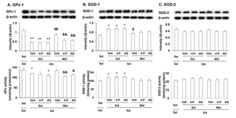 경련하용량의 카인산 투여 후 해마조직에서 나타나는 GPx-1 발현과 GPx 활성 (A), SOD-1의 발현과 활성 (B) 및 SOD-2 발현과 활성 (C)의 변화에 대한 melatonin의 효과. Melatonin의 효과는 4-P-PDOT (4-P) 혹은 AG490 (AG)으로 유의하게 반전되었음. Veh = Vehicle (10% DMSO, AG490의 용매). 각 수치는 6 마리의 평균 ± 표준오차임. *P < 0.05, **P < 0.01 vs. Sal + Sal; #P < 0.05 vs. Veh + Sal + KA; &P < 0.05 vs. Veh + Mel + KA (one-way ANOVA 검정 후 사후검정으로 Fisher’s LSD 평가를 실행하였음)