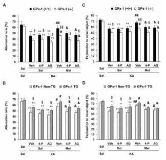 GPx-1 유전자 결핍생쥐와 GPx-1 유전자 과발현 생쥐에서 경련하용량의 카인산으로 유도된 학습기억능 저하에 대한 melatonin의 효과. 학습기억능은 Y-maze 평가 (A와 B)와 novel object recognition 평가 (C와 D)로 평가하였음. Melatonin의 효과는 4-P-PDOT (4-P) 혹은 AG490 (AG)으로 유의하게 반전되었음. Veh = Vehicle (10% DMSO, AG490의 용매). 각 수치는 10-15 마리의 평균 ± 표준오차임. *P < 0.05, **P < 0.01 vs. corresponding Sal + Sal; #P < 0.05, ##P < 0.01 vs. corresponding Veh + Sal + KA;  §P < 0.05, §§P < 0.01 vs. corresponding GPx-1 (+/+) or GPx-1 Non-TG (two-way ANOVA 검정 후 사후검정으로 Fisher’s LSD 평가를 실행하였음)