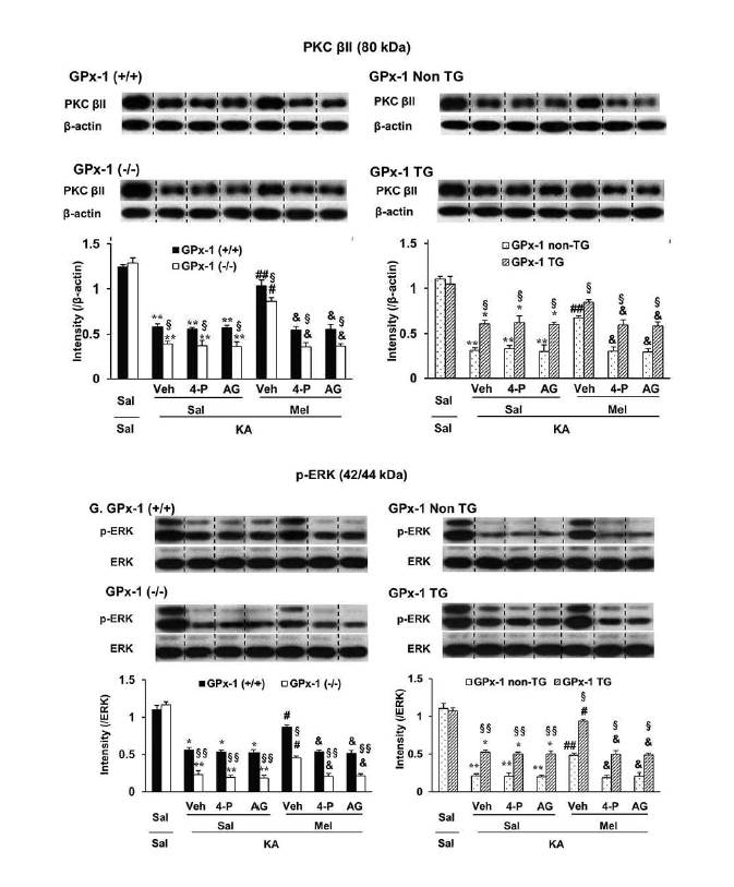 GPx-1 유전자 결핍생쥐와 GPx-1 유전자 과발현 생쥐에서 경련 하용량의 카인산으로 유도된 PKCβII와 p-ERK 발현의 변화에 대한 melatonin의 효과. Veh = Vehicle (10% DMSO, AG490의 용매). 각 수치는 6 마리의 평균 ± 표준오차임. *P < 0.05, **P < 0.01 vs. corresponding Sal + Sal; #P < 0.05, ##P < 0.01 vs. corresponding Veh + Sal + KA;  §P < 0.05, §§P < 0.01 vs. corresponding GPx-1 (+/+) or GPx-1 Non-TG (two-way ANOVA 검정 후 사후검정으로 Fisher’s LSD 평가를 실행하였음)