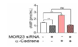 A reduction in MOR23 expression by specific siRNA decreases intracellular cAMP levels in 3T3-L1 cells. cAMP level of 3T3-L1 cells transfected with MOR23 siRNA with or without 100 μM α-cedrene