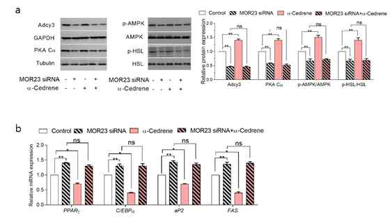 A reduction in MOR23 expression by specific siRNA significantly impaired the cAMP signaling pathway in 3T3-L1 cells. (a) Western blot analysis of Adcy3, PKA Cα, phosphor-AMPK, and phosphor-HSL in 3T3-L1 cells transfected with MOR23 siRNA with or without 100 μM α-cedrene. (b) RT-PCR analysis of the mRNA levels of PPARγ, C/EBPa, aP2, and FAS in 3T3-L1 cells transfected with MOR23 siRNA with or without 100 μM α-cedrene