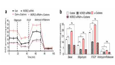 MOR23 depletion also decreases O2 consumption rates and abolishes the thermogenic effect of α-cedrene in 3T3-L1 cells. (a–b) The function of the mitochondrial electron respiratory complex in 3T3-L1 cells was assessed as the OCR via serial injection of 1 μM oligomycin, 1 μM carbonyl cyanide 4-(trifluoromethoxy) phenylhydrazone (FCCP), and 0.5 μM rotenone/antimycin A. The OCR value (mean of the three points±s.e.m.) is graphed in b