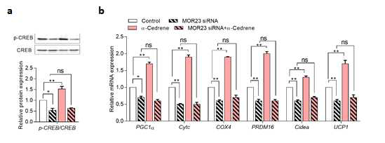 MOR23 depletion also decreases thermogenenic genes in 3T3-L1 cells. (a) Western blot analysis of phosphor-CREB in 3T3-L1 cells transfected with MOR23 siRNA with or without 100 μM α-cedrene. (b) RT-PCR analysis of the mRNA levels of PGC1α, Cytc, COX4, PRDM16, Cidea, and UCP1 in 3T3-L1 cells transfected with MOR23 siRNA with or without 100 μM α-cedrene