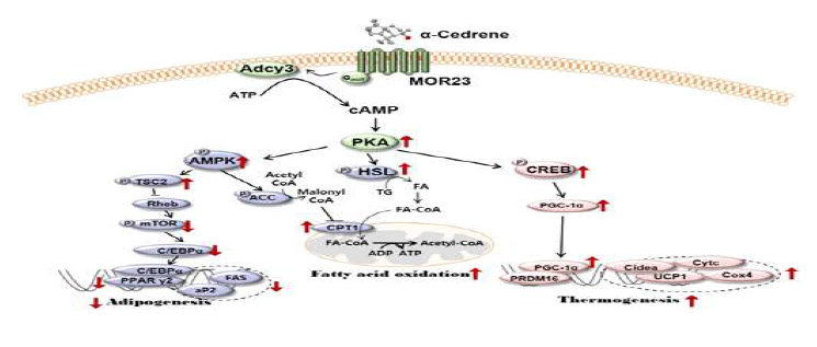 A schematic diagram illustrating the proposed mechanism by which α-cedrene regulates adipogenesis, fatty acid oxidation, and thermogenesis in adipocytes