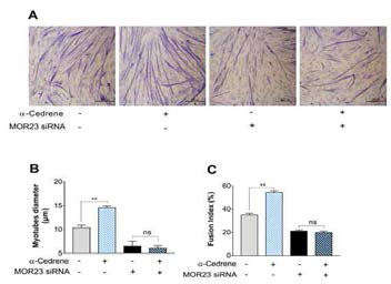 reduction in MOR23 expression by specific siRNA decreases myogenesis in C2C12 myotubes. Gieamsa-staining of C2C12 cells transfected with MOR23 siRNA with or without 100 μM α-cedrene. A) Representative images of Giemsa-stained myoblasts at 72 h of differentiation in the presence of α-cedrene (100 μM).B) Quantification of myotube size. Independent cell culture was carried out in triplicate. At least 300 myotubes were analyzed for both treated and untreated cells. C) Fusion index of myotubes. Significant differences between groups are indicated by asterisks;**p  0.05)