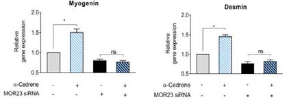 A reduction in MOR23 expression by specific siRNA significantly decreased mRNA expression in C2C12 myotubes. Quantitative real-time PCR analysis of myogenin and desmin in C2C12 cells transfected with anti-MOR23 siRNA with or without 100 μM α-cedrene. Significant differences between groups are indicated by asterisks; *p  0.05)