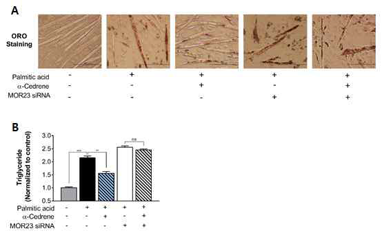 A reduction in MOR23 expression by specific siRNA increases free fatty acid-induced lipogenesis in C2C12 myotubes. A) After 3 days of differentiation, C2C12 myotubes were treated with vehicle or α-cedrene (100 μM) for 24 h in palmitic acid (0.5 mM) supplemented media. Cells were then fixed with 4% paraformaldehyde and stained by ORO. B) Total cellular triglyceride level. Significant differences between groups are indicated by asterisks;**p  0.05)