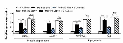 A reduction in MOR23 expression by specific siRNA significantly increased mRNA expression in C2C12 myotubes. Quantitative real-time PCR analysis of MAFbx, MuRF1, SREBP1c, andFAS in C2C12 cells transfected with anti-MOR23 siRNA for 24 h with or without100 μM α-cedrene. Significant differences between groups are indicated by asterisks;**p  0.05)