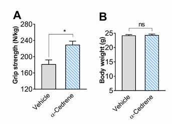 α-Cedrene induces skeletal muscle hypertrophy in chow-fed mice. A) Grip strength performance. B) Body weights. Significant differences between groups are indicated by asterisks; *p  0.05)
