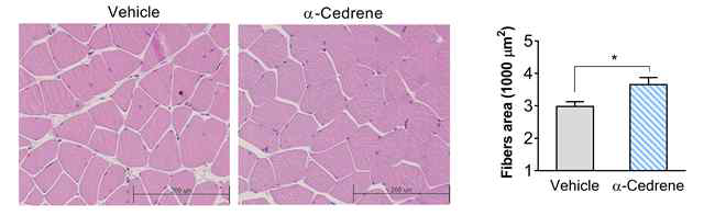 α-Cedrene induces skeletal muscle hypertrophy in chow-fed mice. A) Representative H *p  0.05)