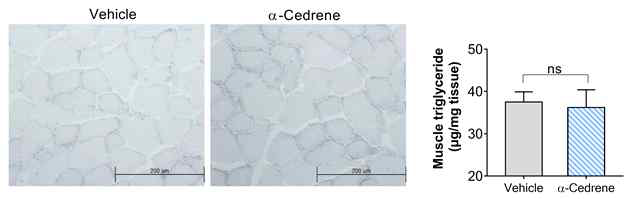 α-Cedrene induces skeletal muscle hypertrophy in chow-fed mice. A) Visualization of neutral lipids by ORO analysis in the gastrocnemius muscle. B) Total triglyceride level in the gastrocnemius muscle. Significant differences between groups are indicated by asterisks; *p  0.05)