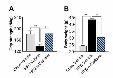 α-Cedrene attenuates skeletal muscle atrophy induced by high-fat diet in mice. A) Grip strength performance. B) Body weights. Significant differences between groups are indicated by asterisks; *p < 0.05; **p < 0.01