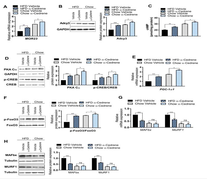 α-Cedrene regulates the expression of MOR23 and its downstream signaling molecules related to protein synthesis and protein degradation in skeletal muscle of mice. A) mRNA levels of MOR23 in the skeletal muscle tissue of mice. B) Protein levels of Adcy3 in the skeletal muscle tissue of mice. C)cAMP concentrations in the skeletal muscle tissue D)Protein levels of PKACα,p-CREB, and CREB in the skeletal muscle tissue. E) Quantitative real-time PCR analysis of PGC-1α1 in the skeletal muscle tissue. F) Protein levels of p-FoxO3 and FoxO3 in the skeletal muscle tissue. G) Quantitative real-time PCR analysis of MAFbx and MURF1 in the skeletal muscle tissue. H) Protein expression of MAFbx and MURF1 in the skeletal muscle tissue. Significant differences between groups are indicated by asterisks; *p < 0.05; **p < 0.01; ***p < 0.001