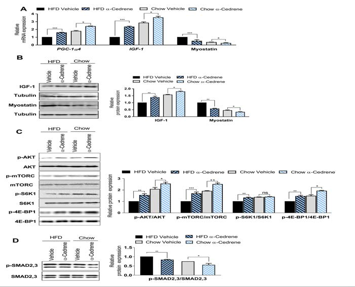 α-Cedrene regulates IGF-1 and myostatin signaling cascades in skeletal muscle of mice. A) Quantitative real-time PCR analysis of PGC-1α4, IGF-1, and myostatin in the skeletal muscle tissue of mice. B) Protein expression of IGF-1 and myostatin in the skeletal muscle tissue. C) Protein levels of p-AKT, AKT, p-mTORC1, mTORC1, p-S6K1, S6K1, p-4E-BP1, and 4E-BP1 in the skeletal muscle tissue. D) Protein levels of p-SMAD2,3 and SMAD2,3 in the skeletal muscle tissue. Significant differences between groups are indicated by asterisks; *p < 0.05; **p < 0.01; ***p < 0.001