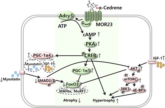 A schematic diagram illustrating the proposed mechanism by which MOR23 increases skeletal muscle mass and strength