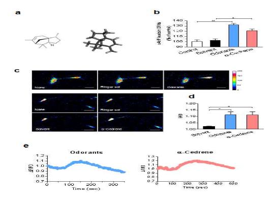 α-Cedrene induces cAMP accumulation and Ca2+mobilization in olfactory sensory neuron. (a) Two-dimensional (2D) and 3D structures of α-cedrene obtained by means of the Gaussview software. (b) Olfactory sensory neurons were pretreated with 3-isobutyl-1-methylxanthine (IBMX) for 30 min to inhibit phosphodiesterases, and intracellular cAMP levels were measured after 15 min of odorant stimulation. (c–e) Intracellular Ca2+ levels were monitored every 1 s until recovery of the basal level according to confocal microscopy analysis (LSM7, Zeiss, Germany). The elevated intracellular Ca2+ concentrations of all responding cells were normalized with the control values of Ringer solution-treated cells