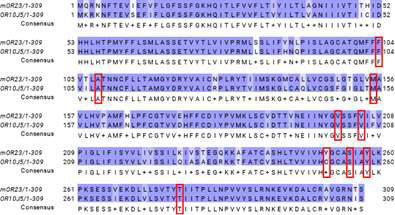Sequence alignment of MOR23 and OR10J5. Identical residues are highlighted in blue, whereas different residues are not highlighted. Residues boxed in red represent amino acids which are predicted to point inside the binding cavity of both receptors