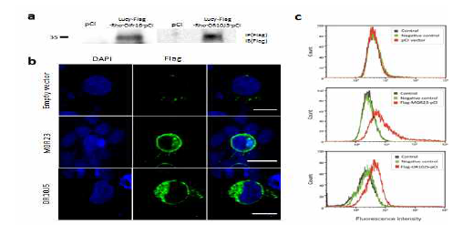 MOR23 and its human homolog, OR10J5, traffic to the cell surface when expressed in transfected Hana3A cells. (a) FLAG-M2-magnetic beads were used to capture N-terminally FLAG-tagged ORs, which were detected with an anti-FLAG antibody. (b) N-terminally FLAG-tagged ORs were labeled with an Alexa 488-conjugated secondary antibody and imaged by confocal microscopy, and (c) analyzed by flow cytometry