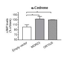 Intracellular cAMP levels were measured after α-cedrene stimulation. Significant differences between groups are indicated by asterisks; *P < 0.05; **P < 0.01; ***P < 0.001