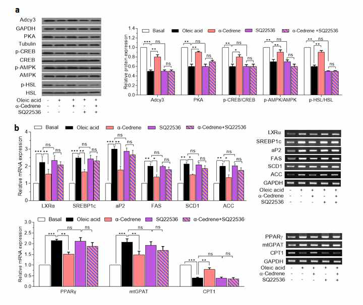 α-Cedrene reguates the expressions of molecules involved in lipogenesis and fatty acid oxidation via the Adcy-cAMP pathway in HepG2 cells. (a) Western blot analysis of Adcy3, PKA, phosphor-CREB, phosphor-AMPK, and phosphor-HSL in HepG2 cells exposed to the Adcy inhibitor for 24 h with or without 100 μM α-cedrene. (b) RT-PCR analysis of LXRα, SREBP1c, aP2, SCD1, ACC, PPARγ, mtGPAT, and CPT-1 in HepG2 cells exposed to the Adcy inhibitor for 24 h with or without 100 μM α-cedrene. Significant differences between groups are indicated by asterisks; *P < 0.05; **P < 0.01; ***P < 0.001