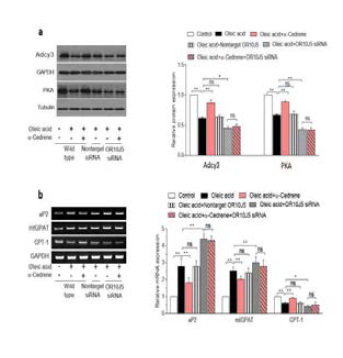 A reduction in OR10J5 expression by specific siRNA abrogates the beneficial effect of α-cedrene on the expressions of molecules related to lipogenesis and fatty acid oxidation in HepG2 cells. (a) Western blot analysis of Adcy3 and PKA in HepG2 cells transfected with nontargeting siRNA or anti-OR10J5 siRNA for 24 h with or without 100 μM α-cedrene. (b) RT-PCR analysis of aP2, mtGPAT, and CPT-1 in HepG2 cells transfected with nontargeting siRNA or anti-OR10J5 siRNA for 24 h with or without 100 μM α-cedrene. Significant differences between groups are indicated by asterisks; *P < 0.05; **P < 0.01; ***P < 0.001
