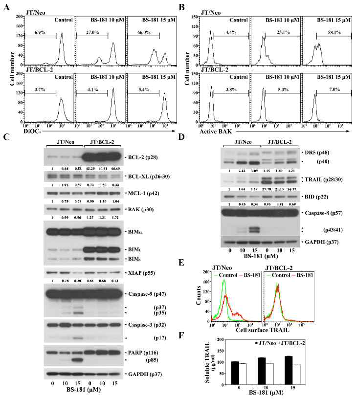 Effect of BS-181 on mitochondrial membrane potential loss (A), the activation of pro-apoptotic protein BAK (B), activation of mitochondrial apoptotic proteins (C), initiation of extrinsic apoptotic pathway (D), surface expression of extrinsic apoptotic ligand TRAIL (E), and release of soluble TRAIL (F)