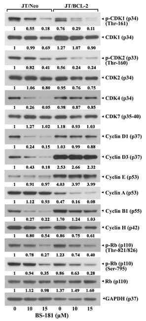 Effect of BS-181 on G1 arrest-related proteins on JT/Neo and JT/BCL-2 cells