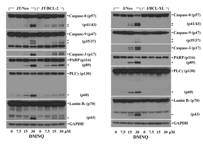 The activation of extrinsic and intrinsic apoptotic pathway-related proteins in DMNQ-treated JT/BCL-2 and J/BCL-XL cells