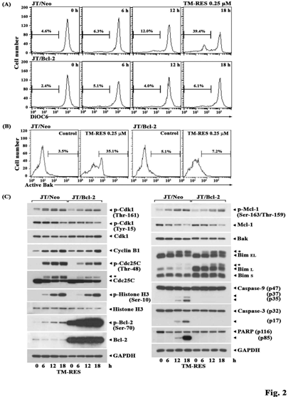 Flow cytometric analysis of △Ψm loss (A), Bak activation (B), and western blot analyses of phosphorylated Cdk1 (Thr-161 and Tyr-15), Cdk1, cyclin B1, phosphorylated histone H1, histone H1, phosphorylated Cdc25C (Thr-48), Cdc25C, phosphorylated histone H3 (Ser-10), histone H3, phosphorylated Bcl-2 (Ser-70), Bcl-2, GAPDH, phosphorylated Mcl-1 (Ser159/Thr-163), Mcl-1, Bak, Bim isoforms BimEL and BimL), caspase-9 and –3 activation, PARP cleavage, and GAPDH (C) in JT/Neo and JT/Bcl-2 cells following treatment with TM-RES