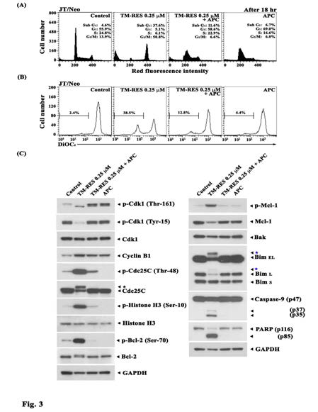 Inhibitory effect of APC on the TM-RES-induced G2/Marrest(A),△Ψm loss (B), Cdk1 phosphorylation (Thr-161 and Tyr-15), cyclin B1 expression, histone H1 phosphorylation, Cdc25C phosphorylation (Thr-48), Bcl-2 phosphorylation (Thr-56 and Ser-70), Mcl-1 phosphorylation (Ser-159/Thr-163), Mcl-1 expression, Bim isoforms (BimELandBimL), caspase-9 activation, PARP cleavage, and GAPDH (C) in JT/Neo cells